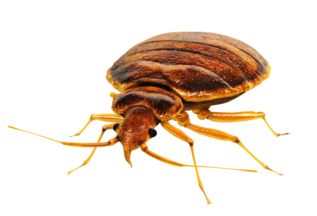 Pest Control Service: Goodbye to Bed Bugs in Dubai - SUPERNOVA SERVICES