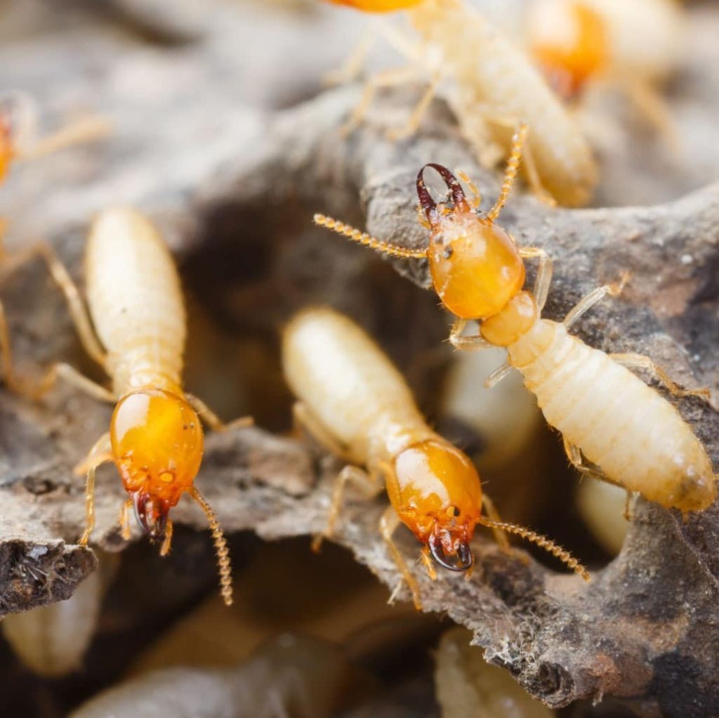 Anti-termite treatment in Dubai as part of pest control service Dubai