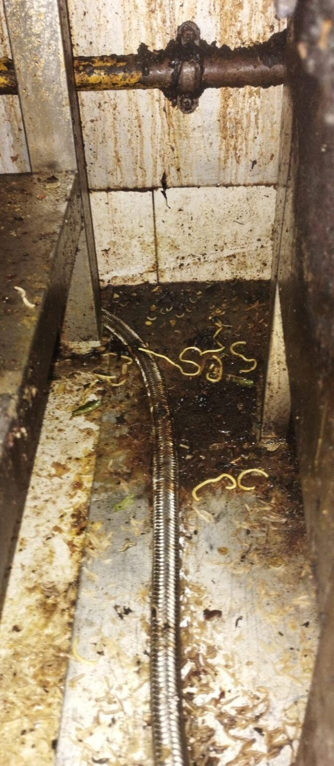 Spilled Food Items leads to cockroach growth in the area