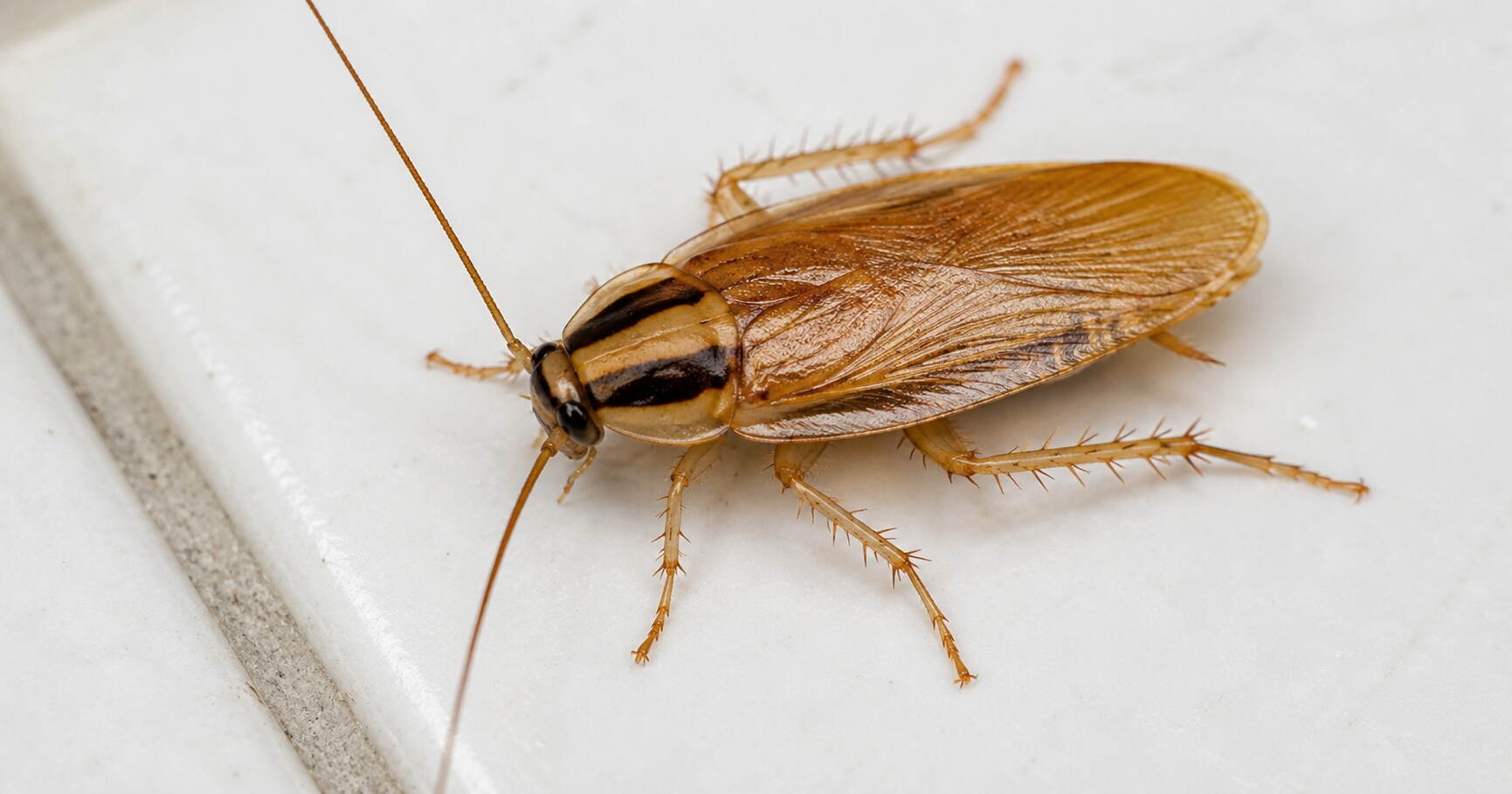 German and American cockroach species commonly found in Dubai homes